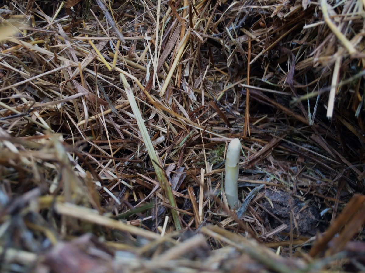Grüner Spargel unter einer dicken Mulchschicht: Weißer Spargel