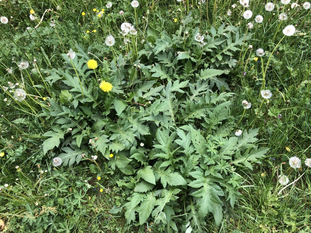 Kohldistel zum Ausprobieren